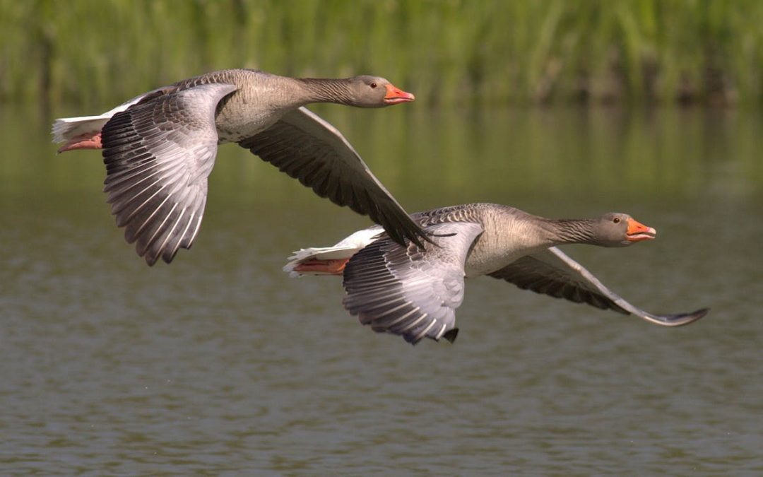 Slimbridge Wetland Centre