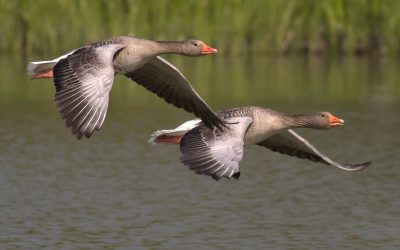 Slimbridge Wetland Centre