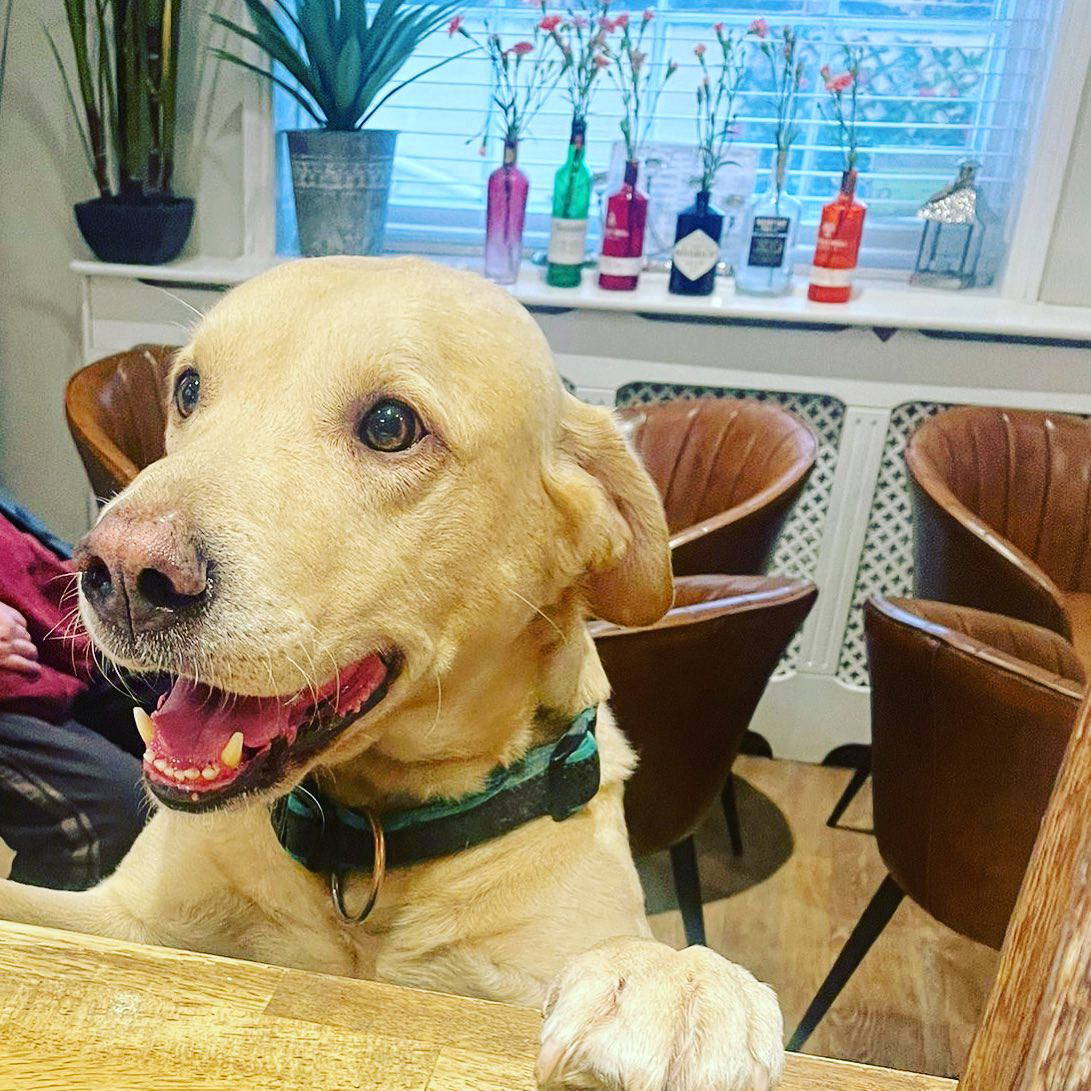 Clarence The Dog Tiktoknull